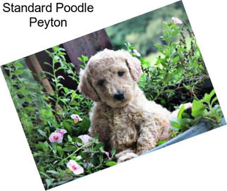 Standard Poodle Peyton