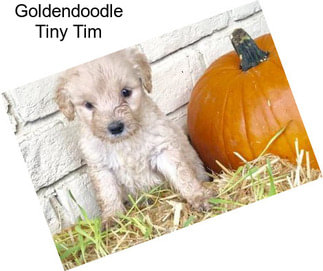 Goldendoodle Tiny Tim