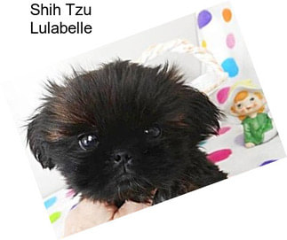 Shih Tzu Lulabelle