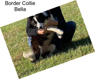 Border Collie Bella