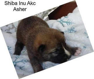 Shiba Inu Akc Asher