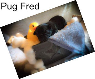 Pug Fred