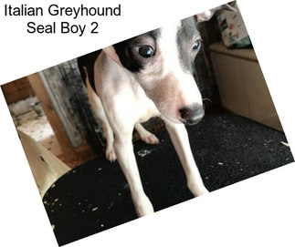 Italian Greyhound Seal Boy 2