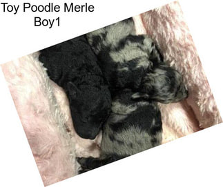 Toy Poodle Merle Boy1