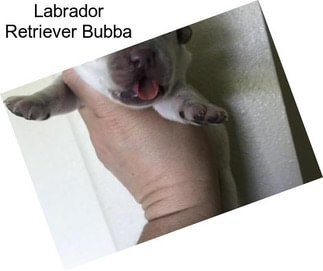 Labrador Retriever Bubba