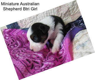 Miniature Australian Shepherd Btri Girl