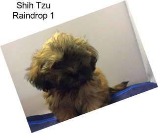 Shih Tzu Raindrop 1