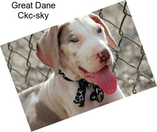 Great Dane Ckc-sky