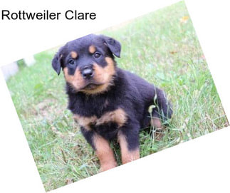 Rottweiler Clare