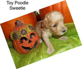 Toy Poodle Sweetie