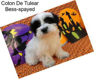 Coton De Tulear Bess-spayed