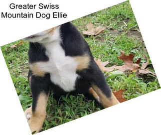 Greater Swiss Mountain Dog Ellie