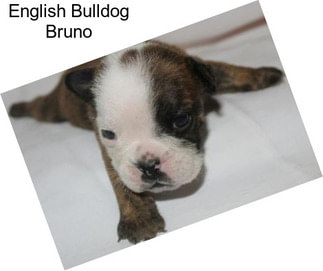 English Bulldog Bruno