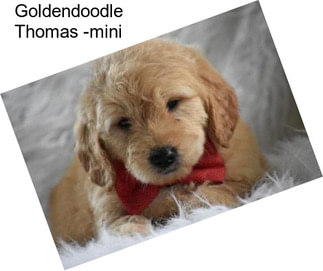 Goldendoodle Thomas -mini