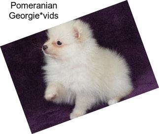 Pomeranian Georgie*vids