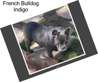 French Bulldog Indigo