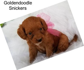 Goldendoodle Snickers