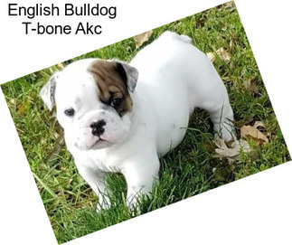 English Bulldog T-bone Akc