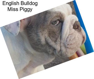 English Bulldog Miss Piggy