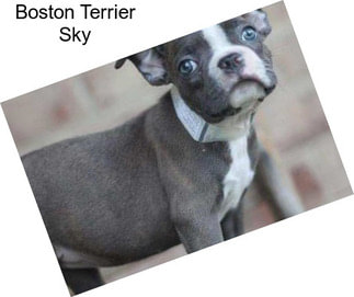 Boston Terrier Sky