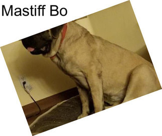 Mastiff Bo