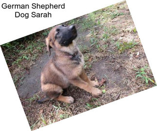 German Shepherd Dog Sarah