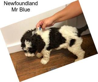 Newfoundland Mr Blue