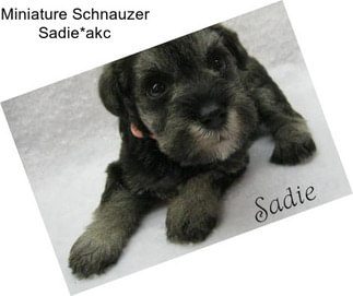 Miniature Schnauzer Sadie*akc