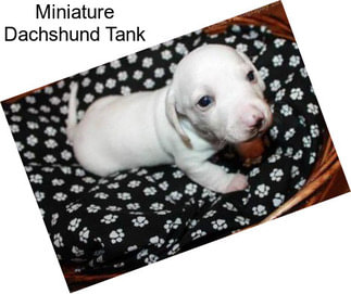 Miniature Dachshund Tank