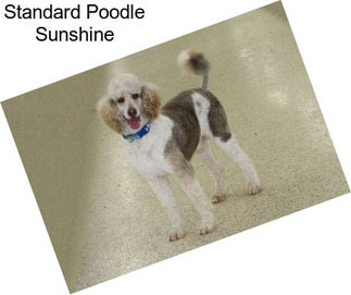 Standard Poodle Sunshine