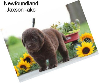 Newfoundland Jaxson -akc