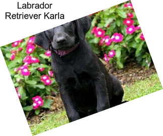 Labrador Retriever Karla
