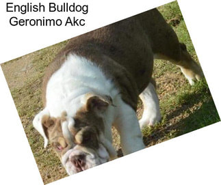 English Bulldog Geronimo Akc