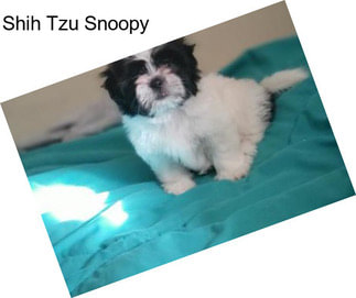 Shih Tzu Snoopy