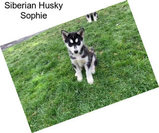 Siberian Husky Sophie