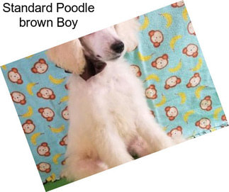Standard Poodle \
