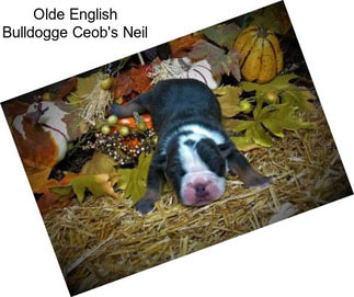 Olde English Bulldogge Ceob\'s Neil