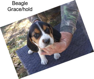 Beagle Grace/hold