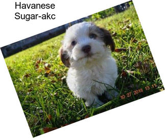 Havanese Sugar-akc