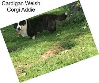 Cardigan Welsh Corgi Addie