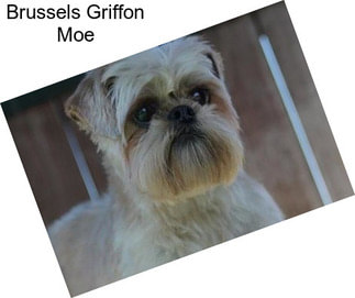 Brussels Griffon Moe