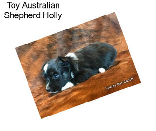 Toy Australian Shepherd Holly