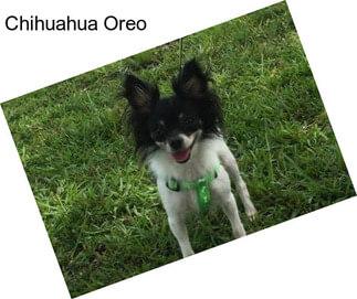 Chihuahua Oreo