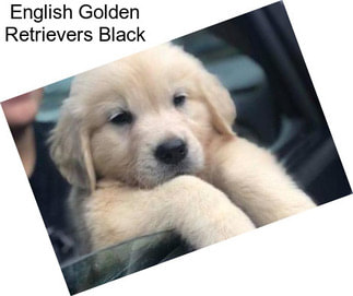 English Golden Retrievers Black