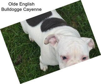 Olde English Bulldogge Cayenne