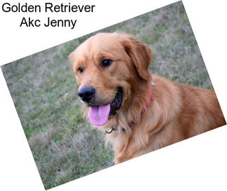 Golden Retriever Akc Jenny