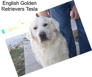 English Golden Retrievers Tesla