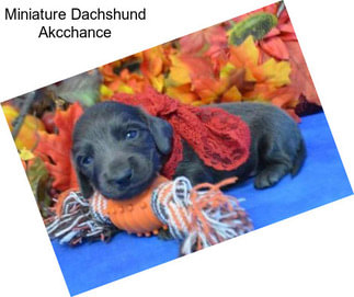 Miniature Dachshund Akcchance