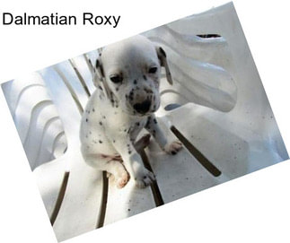 Dalmatian Roxy