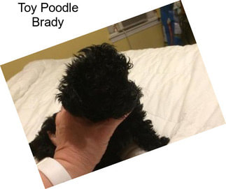 Toy Poodle Brady